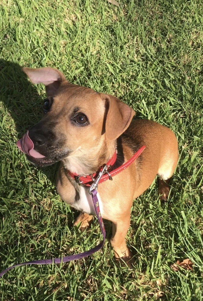 Kali Small Female Jack Russell Terrier x Staffy Mix Dog in NSW PetRescue