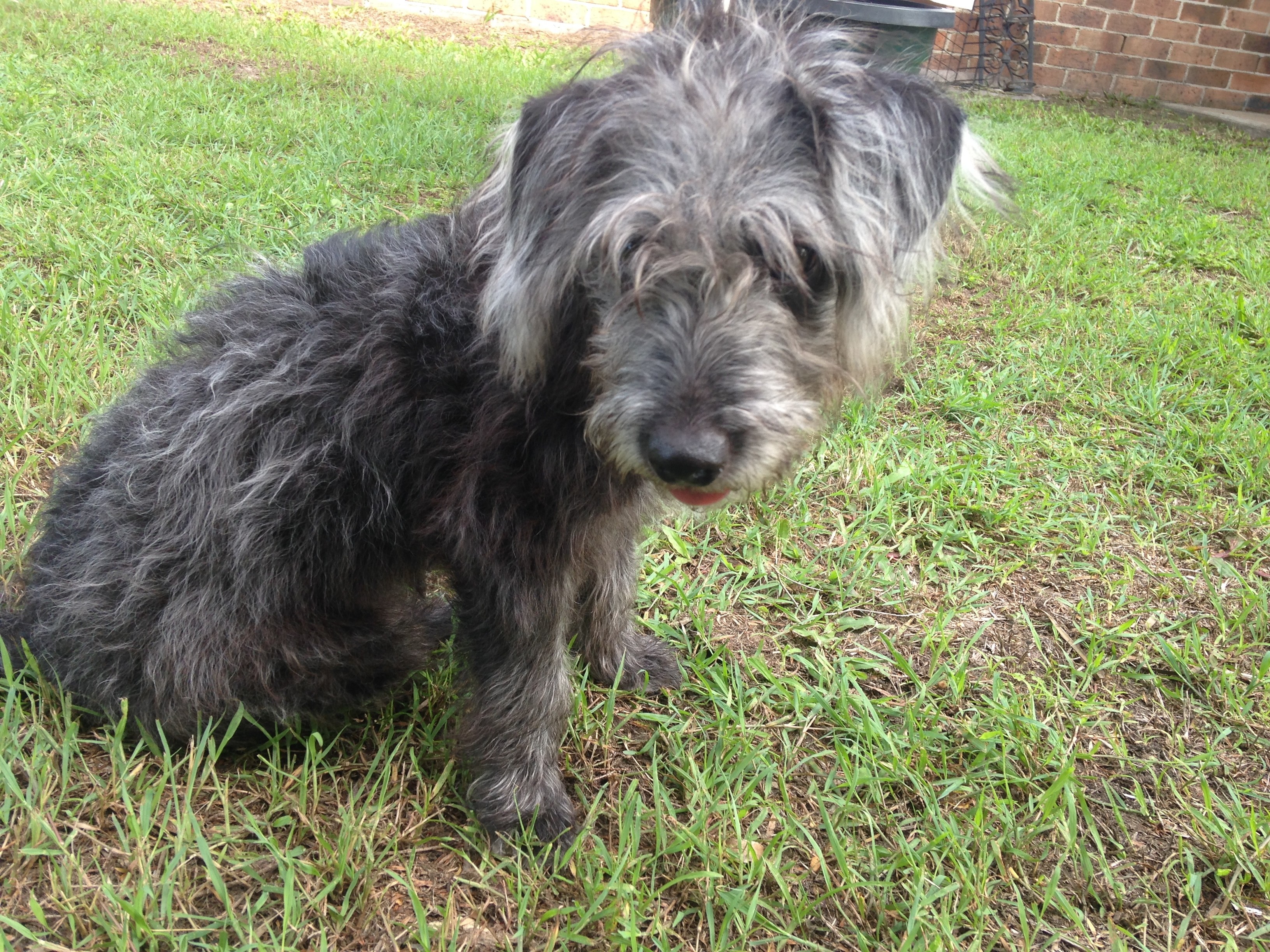 Tilly Small Female Fox Terrier x Poodle Dog in QLD PetRescue