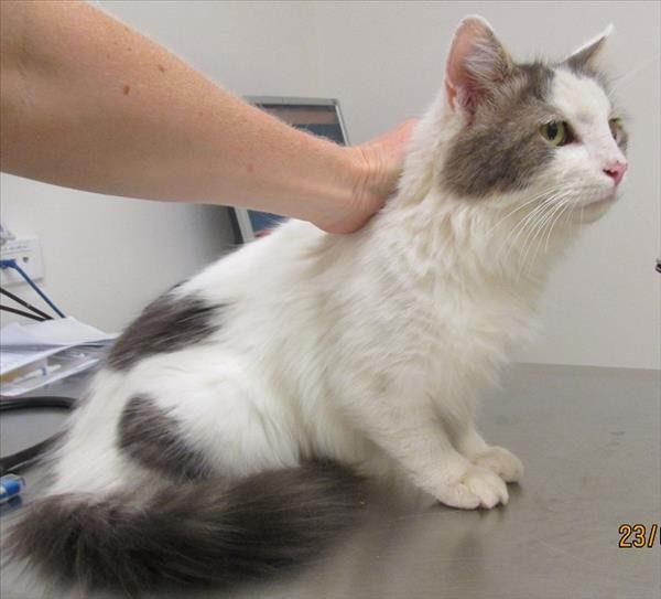 Sherman Male Maine Coon X Ragdoll Mix Cat In Qld Petrescue