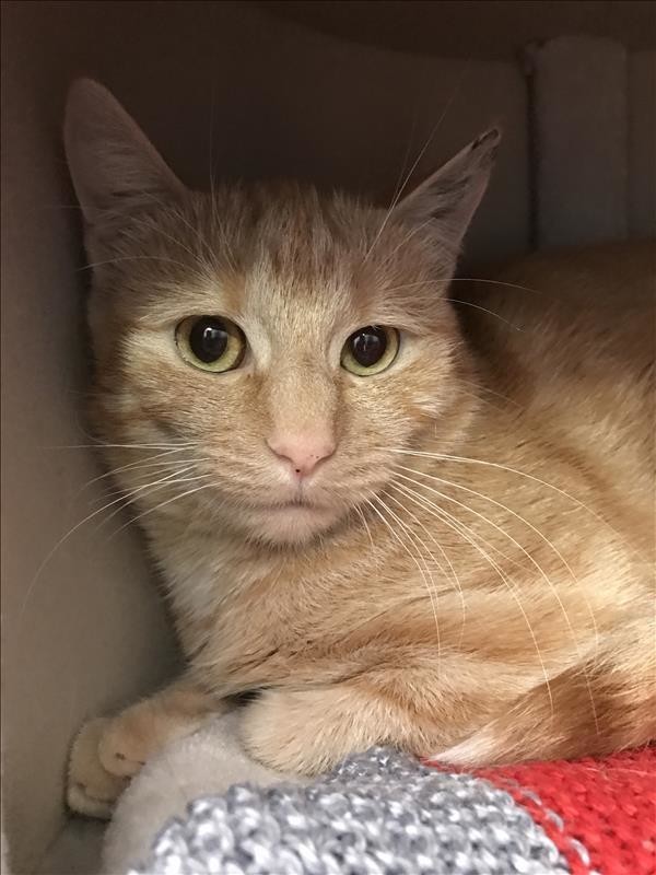 Marmalade - Female Domestic Short Hair Cat in ACT - PetRescue
