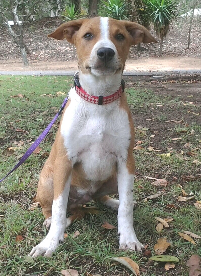 Buddy Medium Male Australian Cattle Dog x Bull Terrier Mix Dog in NSW