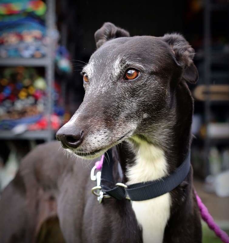 Rosie Large Female Greyhound Dog in VIC PetRescue