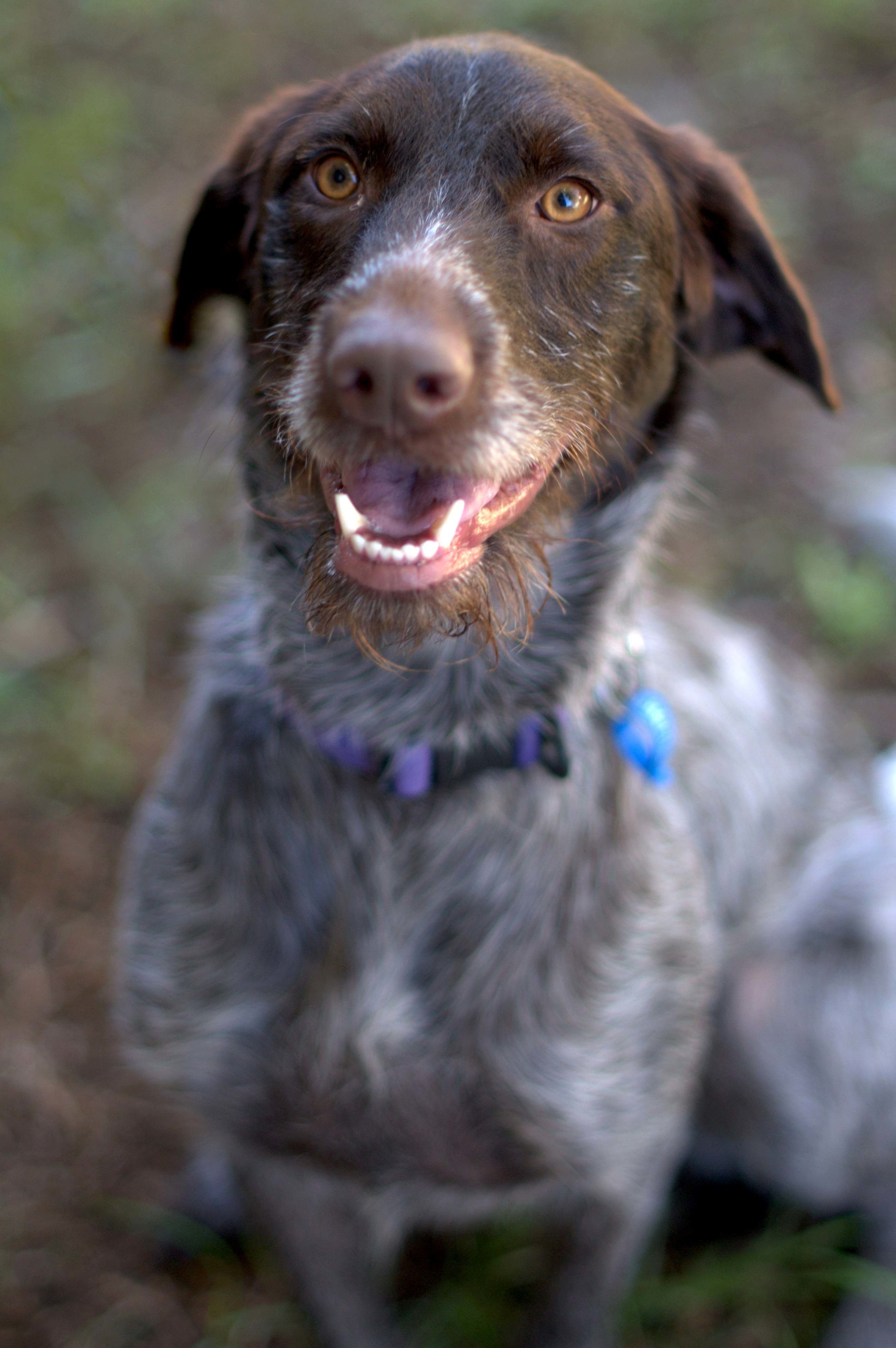 Rosie Medium Female German Wirehaired Pointer X Australian Kelpie Mix Dog In Nsw Petrescue