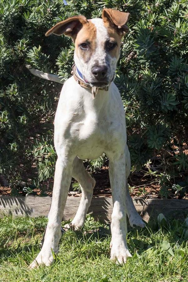 Wags Large Male Australian Cattle Dog x Pointer Mix Dog in NSW