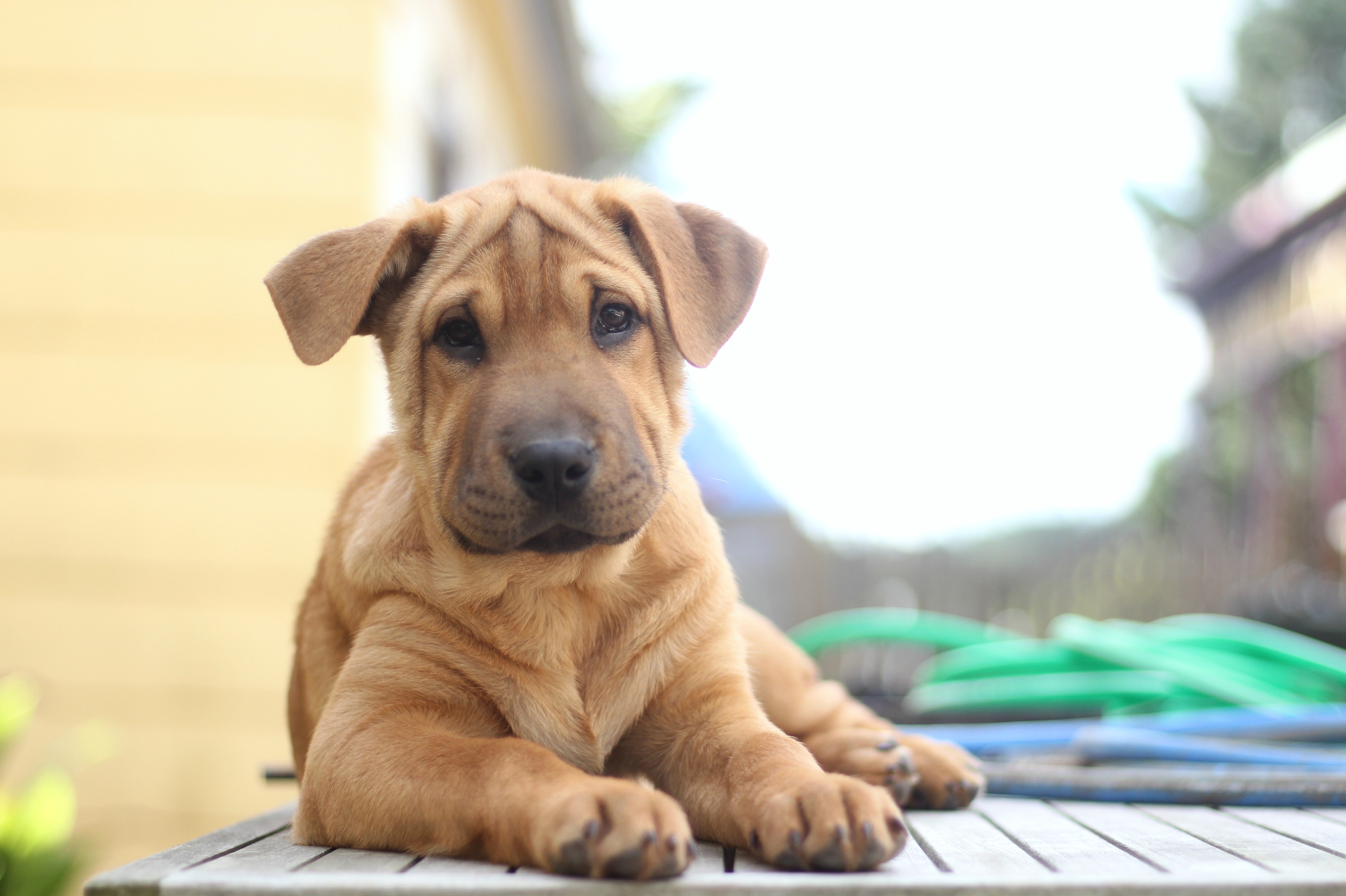 Arabic Ridgeback Bailey - Large Female Bull Arab x Ridgeback Mix Dog in VIC - PetRescue
