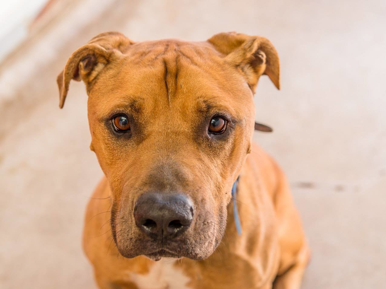 Buddy (1427) - Large Male American Staffordshire Terrier Mix Dog in NSW