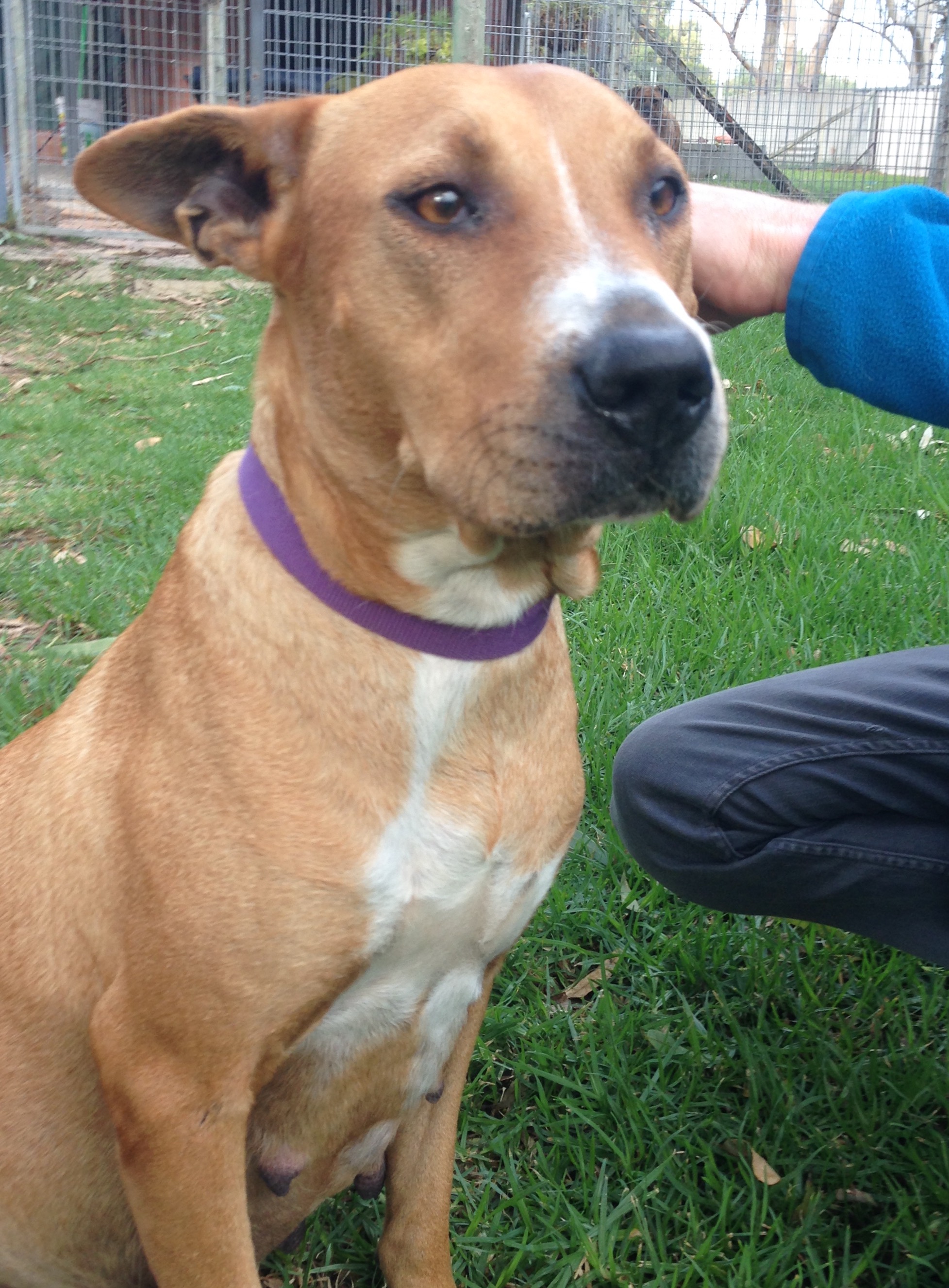 Pregnant Rhodesian Ridgeback Laying Pregnant Missy - Medium Female Rhodesian Ridgeback Mix Dog in WA ...