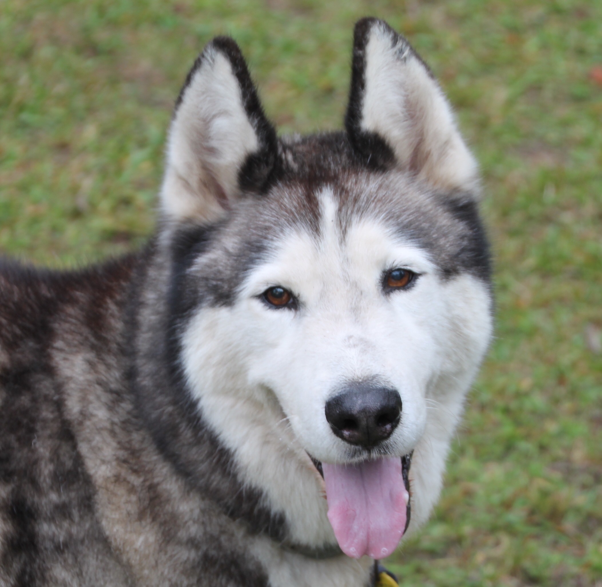 malamute x husky