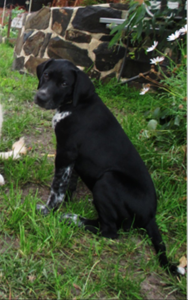 Rusty - Medium Male Border Collie x German Shorthaired ...