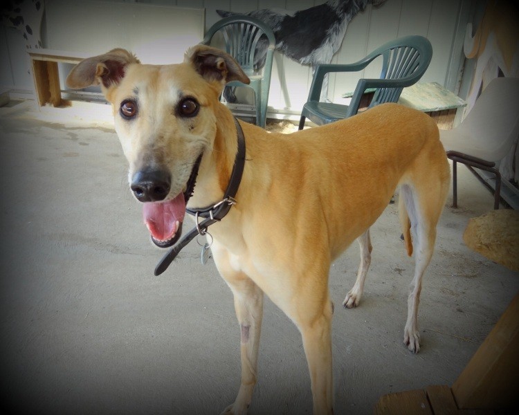 Dogs' Homes of Tasmania PetRescue