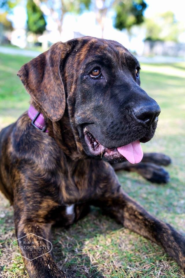 Auburn Large Female Great Dane x Neapolitan Mastiff Mix Dog in QLD PetRescue