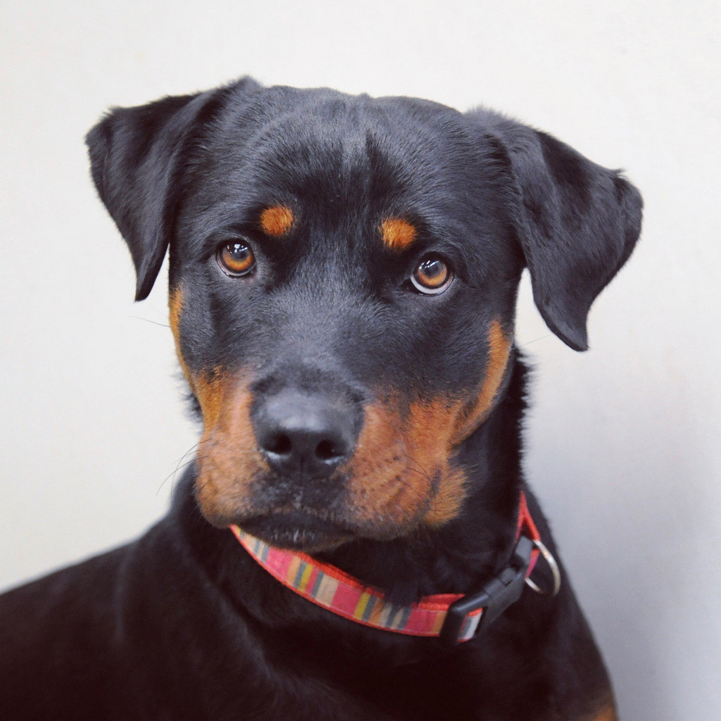 narla-large-female-rottweiler-dog-in-vic-petrescue