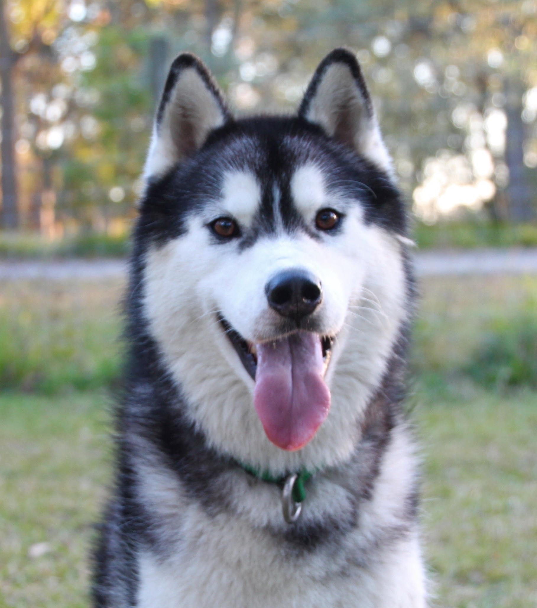 husky petrescue