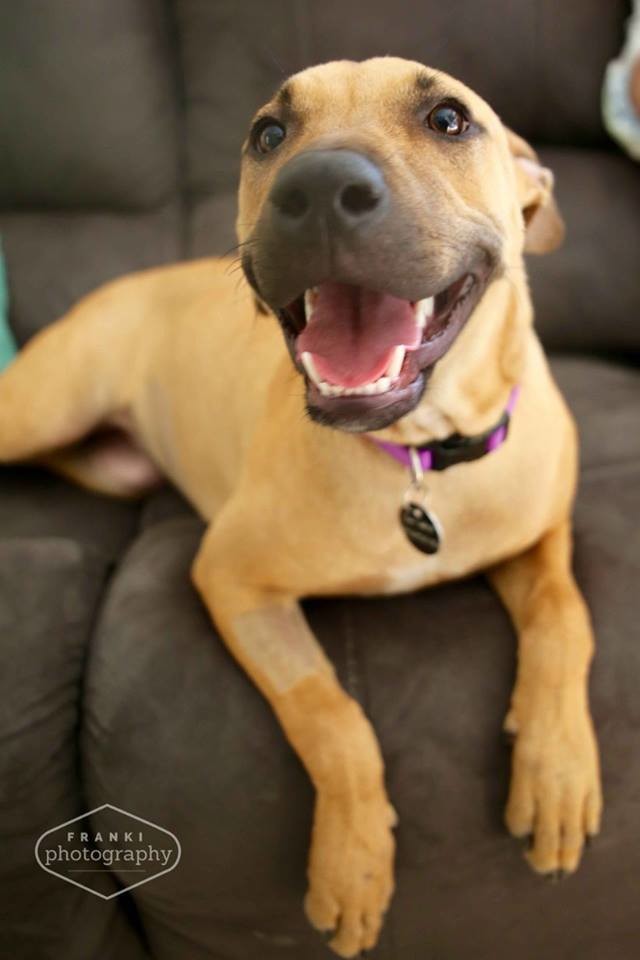 Arabic Ridgeback Lucy - Medium Female Bull Arab x Ridgeback Mix Dog in QLD - PetRescue