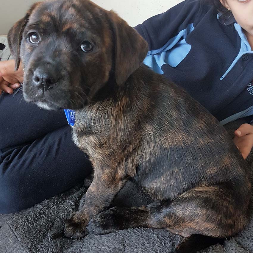 Rajar Rotti x Staffy x Lab pup (On Trial 15/7/17 Medium Female
