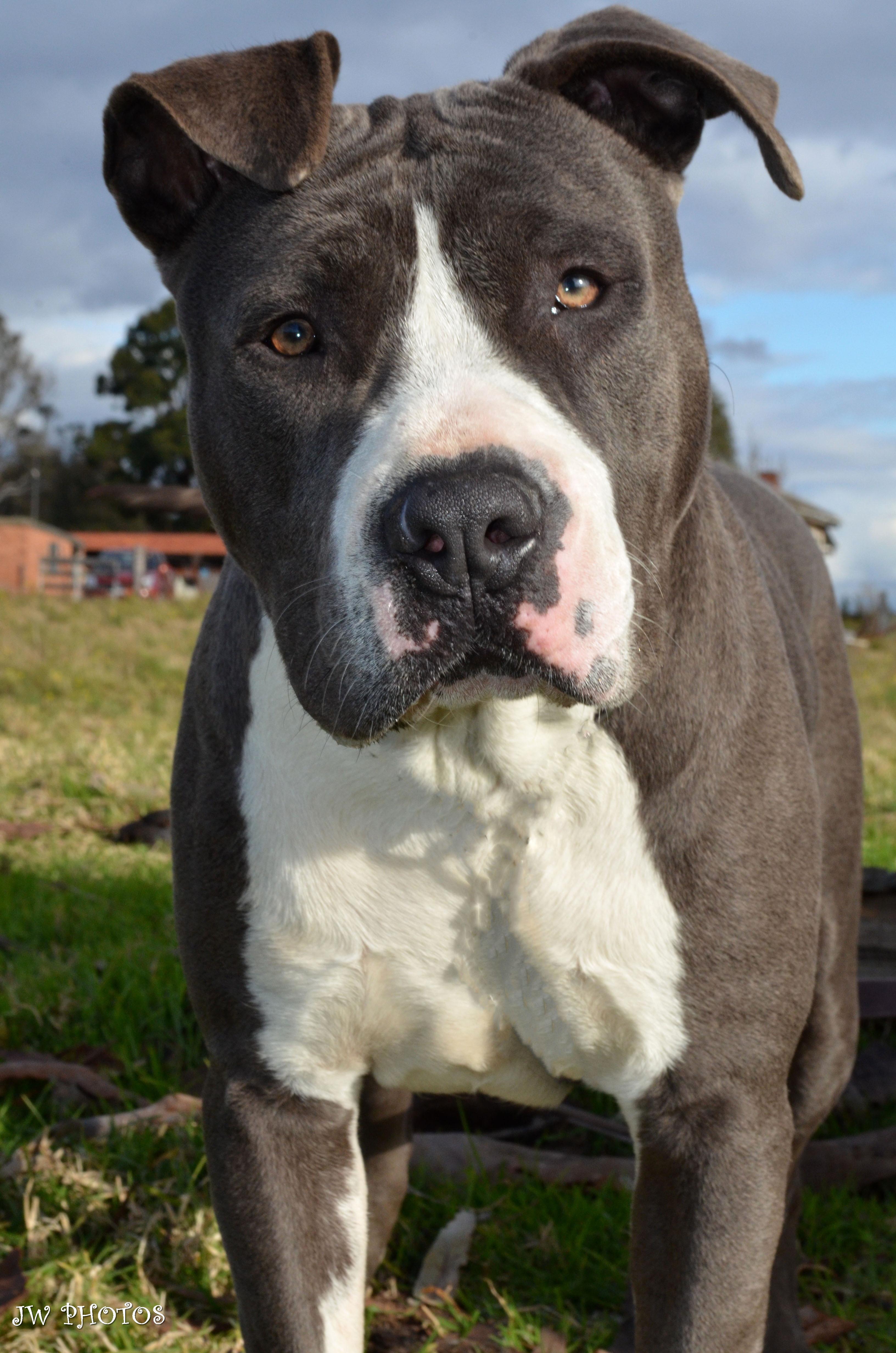 Zeus Medium Male American Staffordshire Terrier Dog in NSW PetRescue