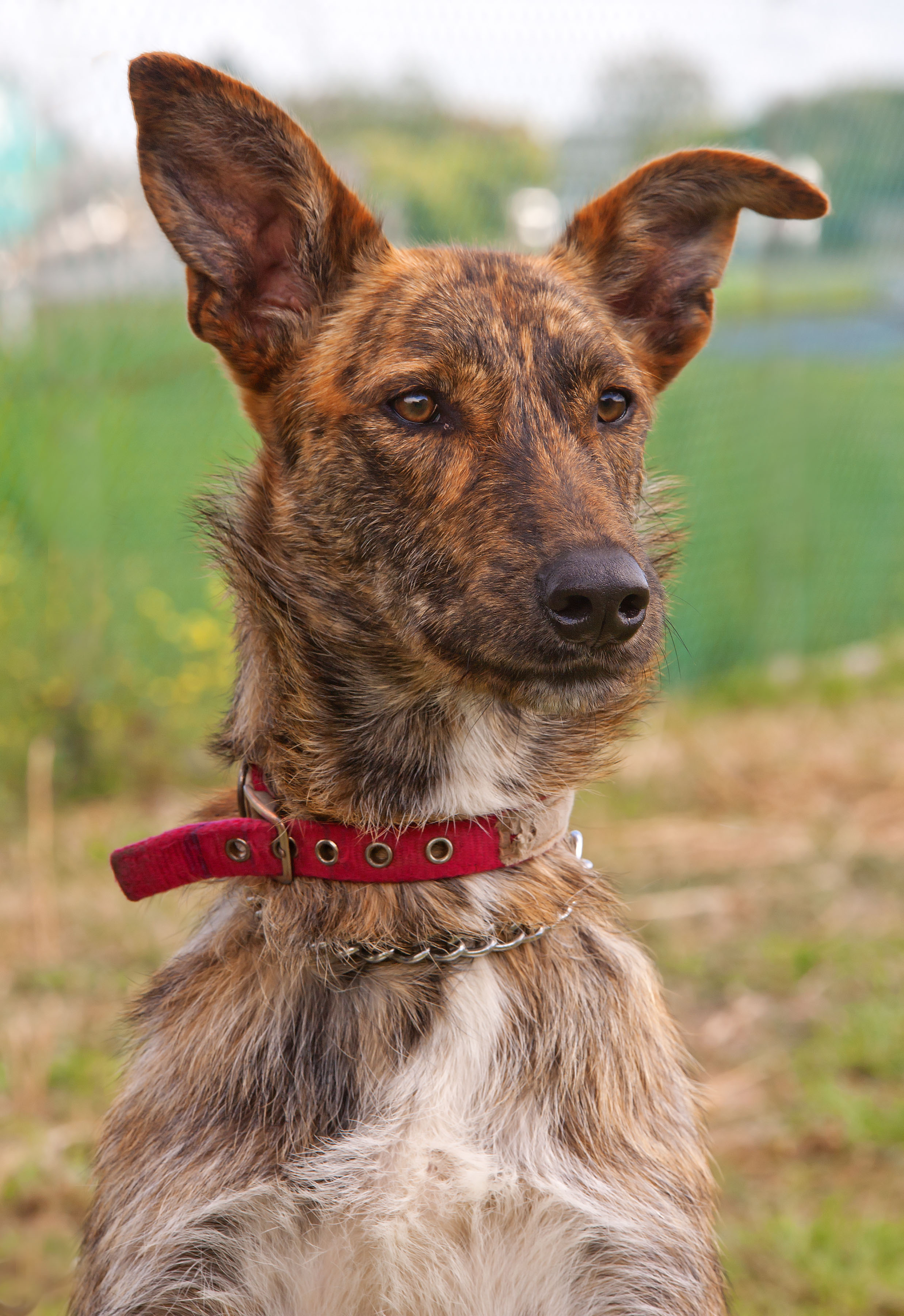 Sarge ID8190 Large Male Irish Wolfhound x Greyhound Mix Dog in VIC PetRescue