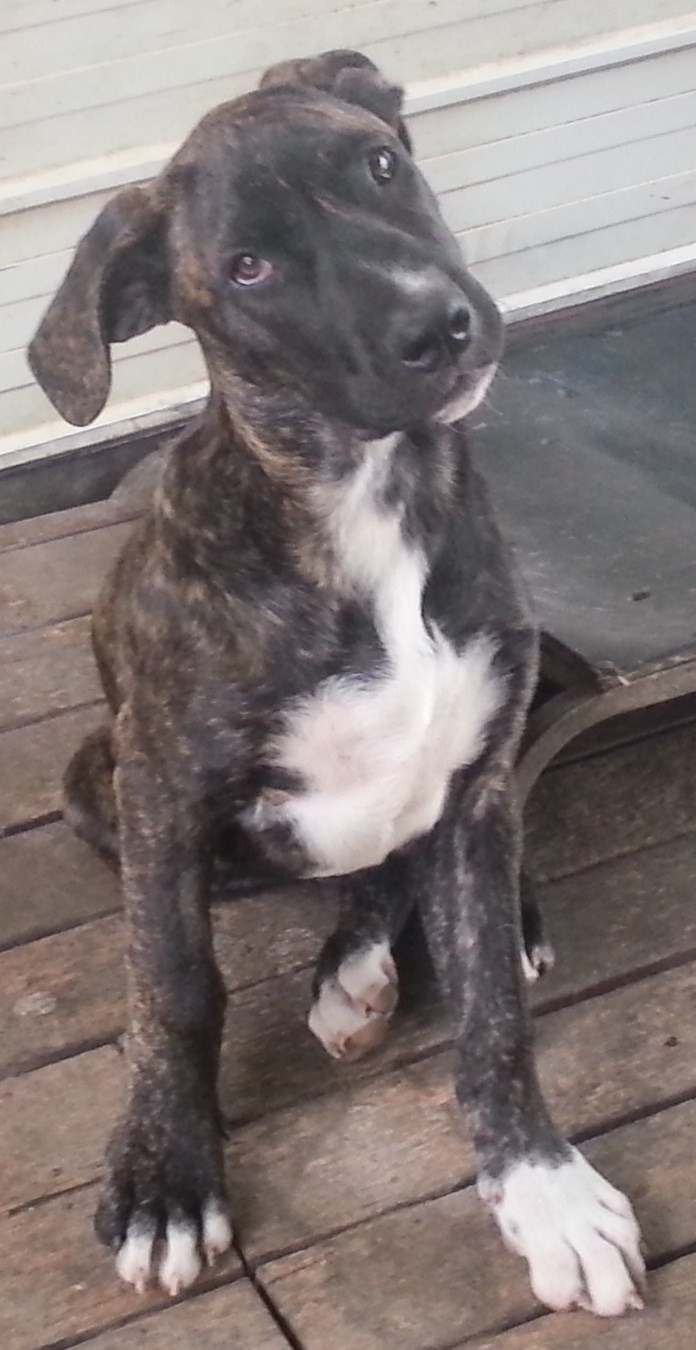 Bronson Large Male Bull Arab x Great Dane x Mastiff Mix Dog in QLD PetRescue