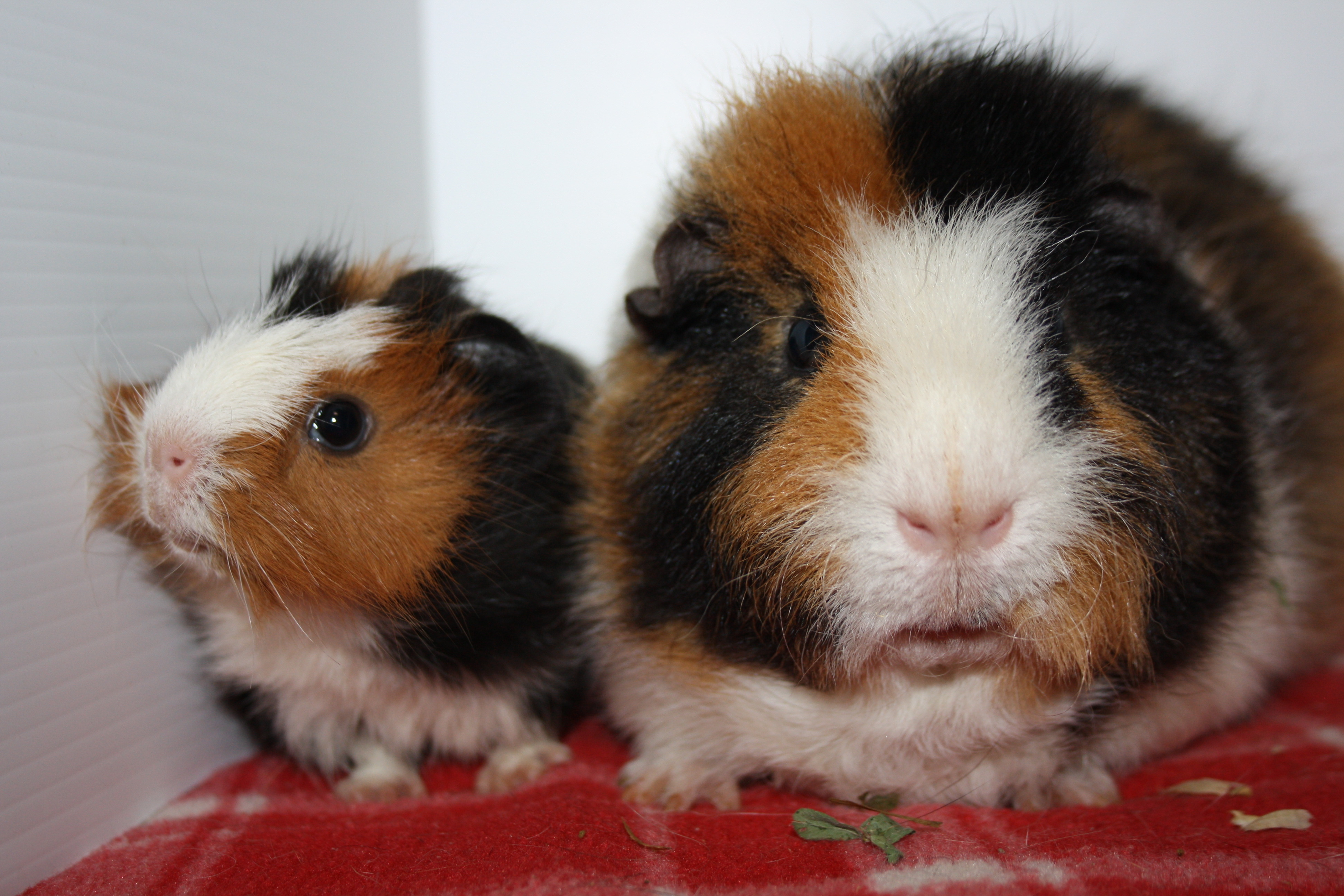 Patrick & Star - Male Short-hair Abyssinian x Rex Guinea Pig in QLD