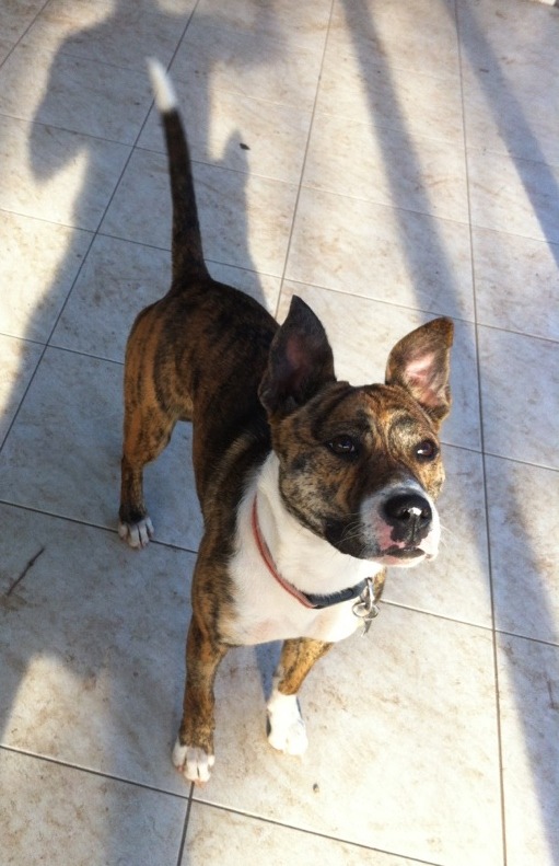 Amstaff vs pitbull picture