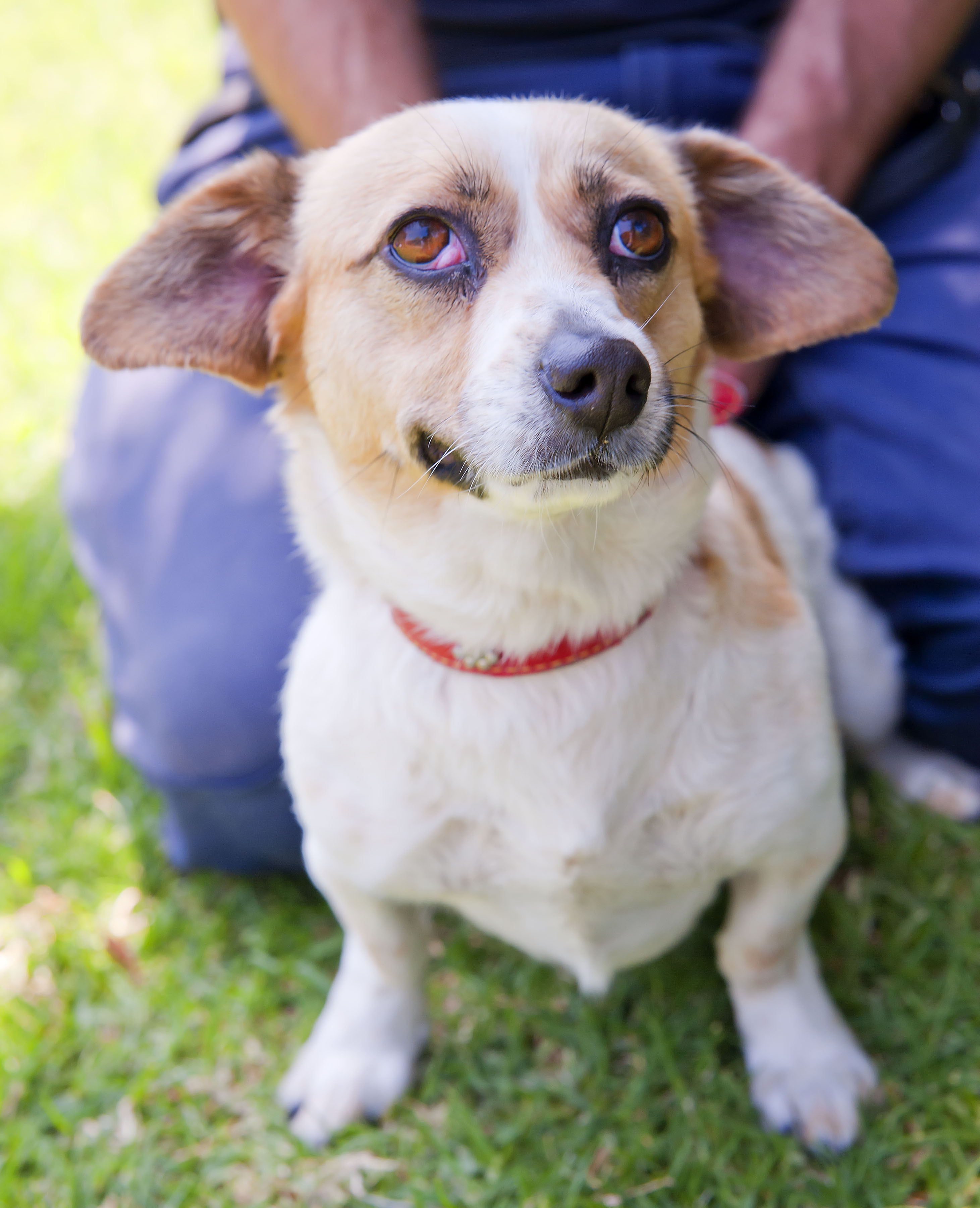 Ruby ID10924 Small Female Dachshund x Fox Terrier Mix Dog in VIC