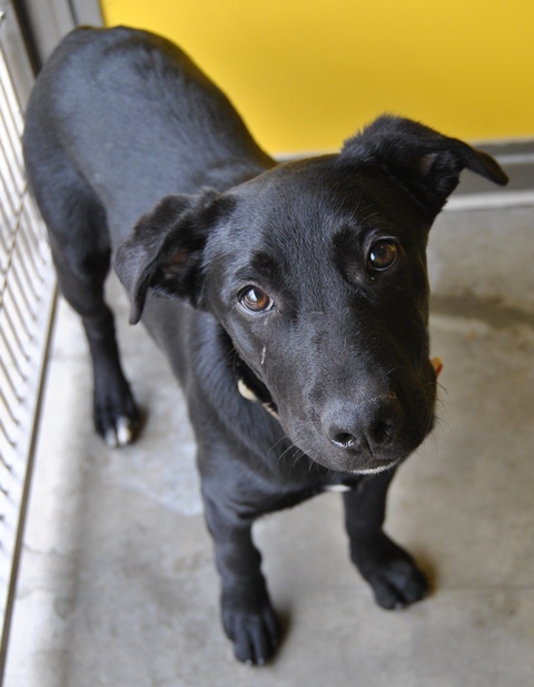 Milo - Medium Male Australian Stumpy Tail Cattle Dog x Labrador ...