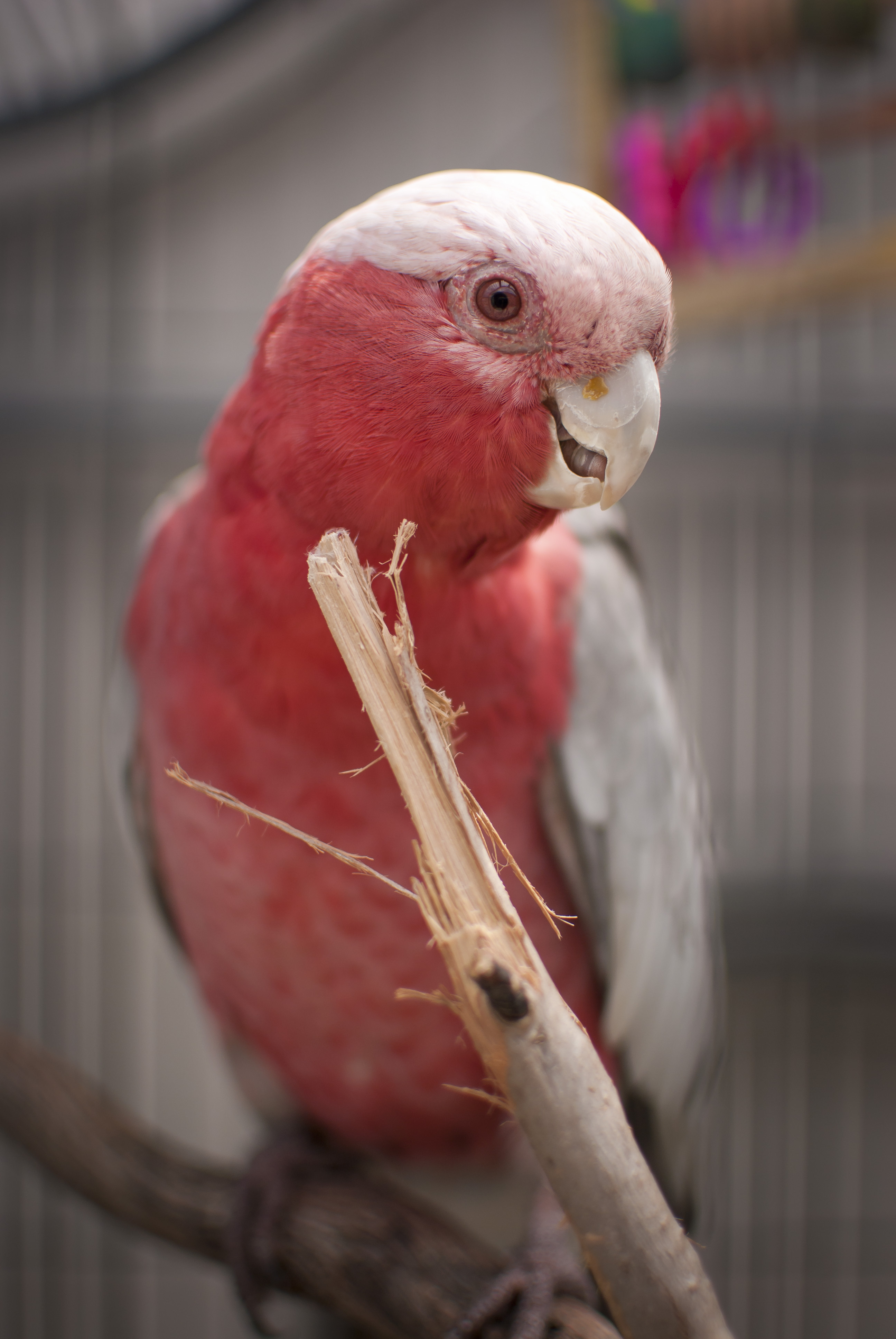 Frankie - Female Galah Bird in QLD - PetRescue