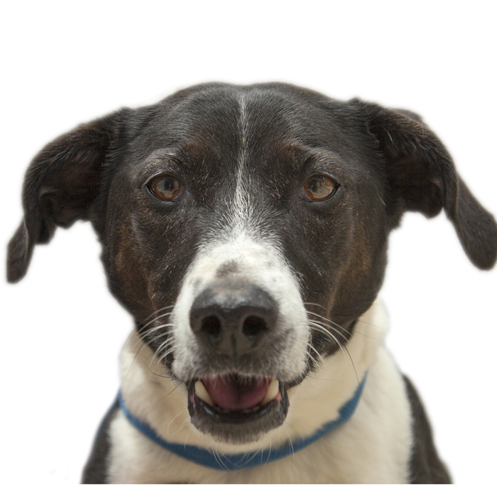 Bundy Medium Male Jack Russell Terrier x Pointer Mix Dog in VIC PetRescue