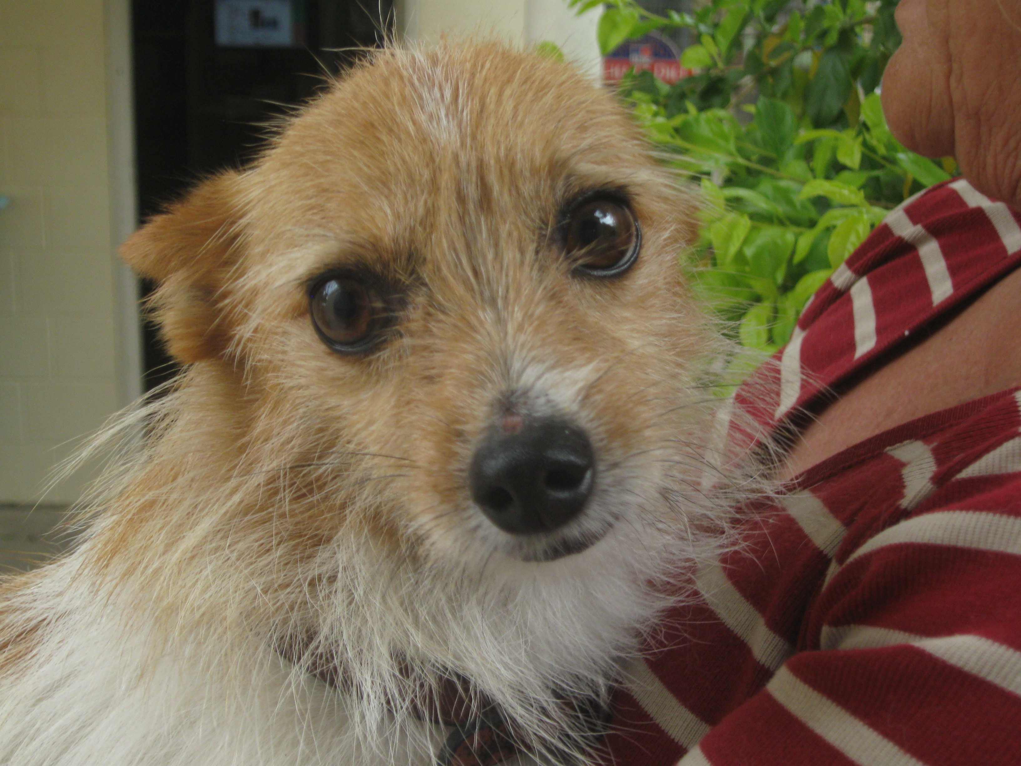 Sam Small Male Chihuahua x Terrier x Wirehaired Jack Russell Dog in