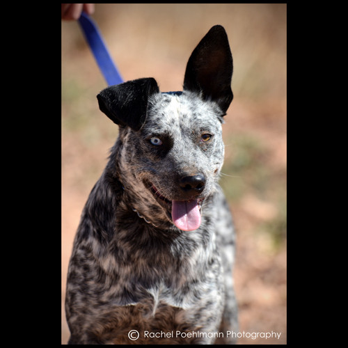 koolie x blue heeler