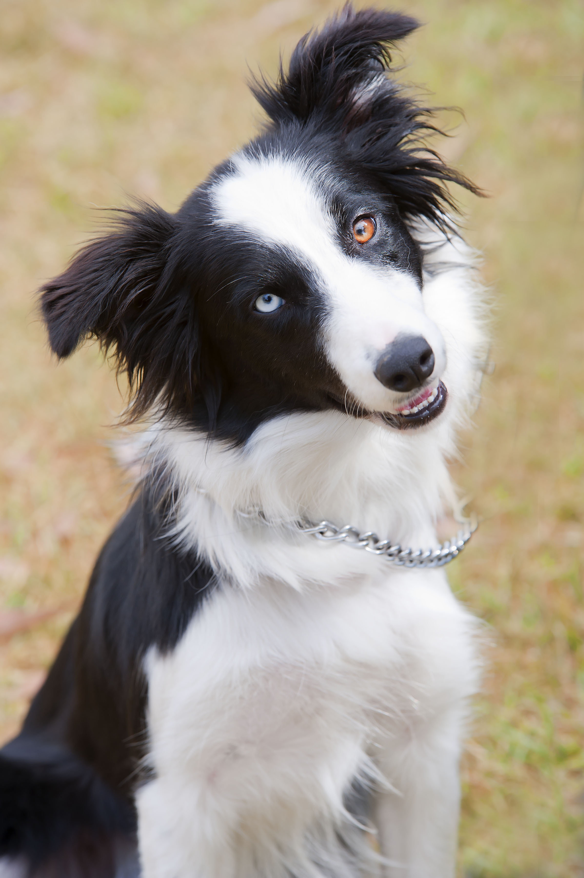 Missy ID12053 Medium Female Border Collie Dog in VIC PetRescue