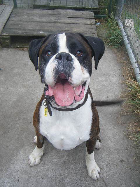 Rocky - Large Male Boxer Dog in VIC - PetRescue