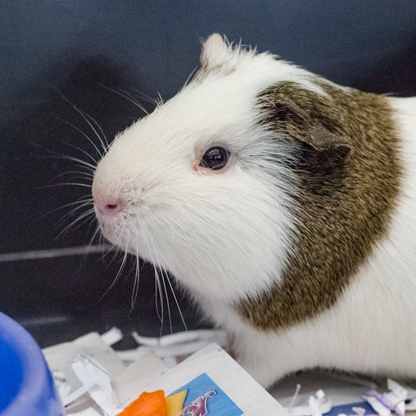 Burrito Male Shorthair Smooth Hair Guinea Pig in QLD PetRescue