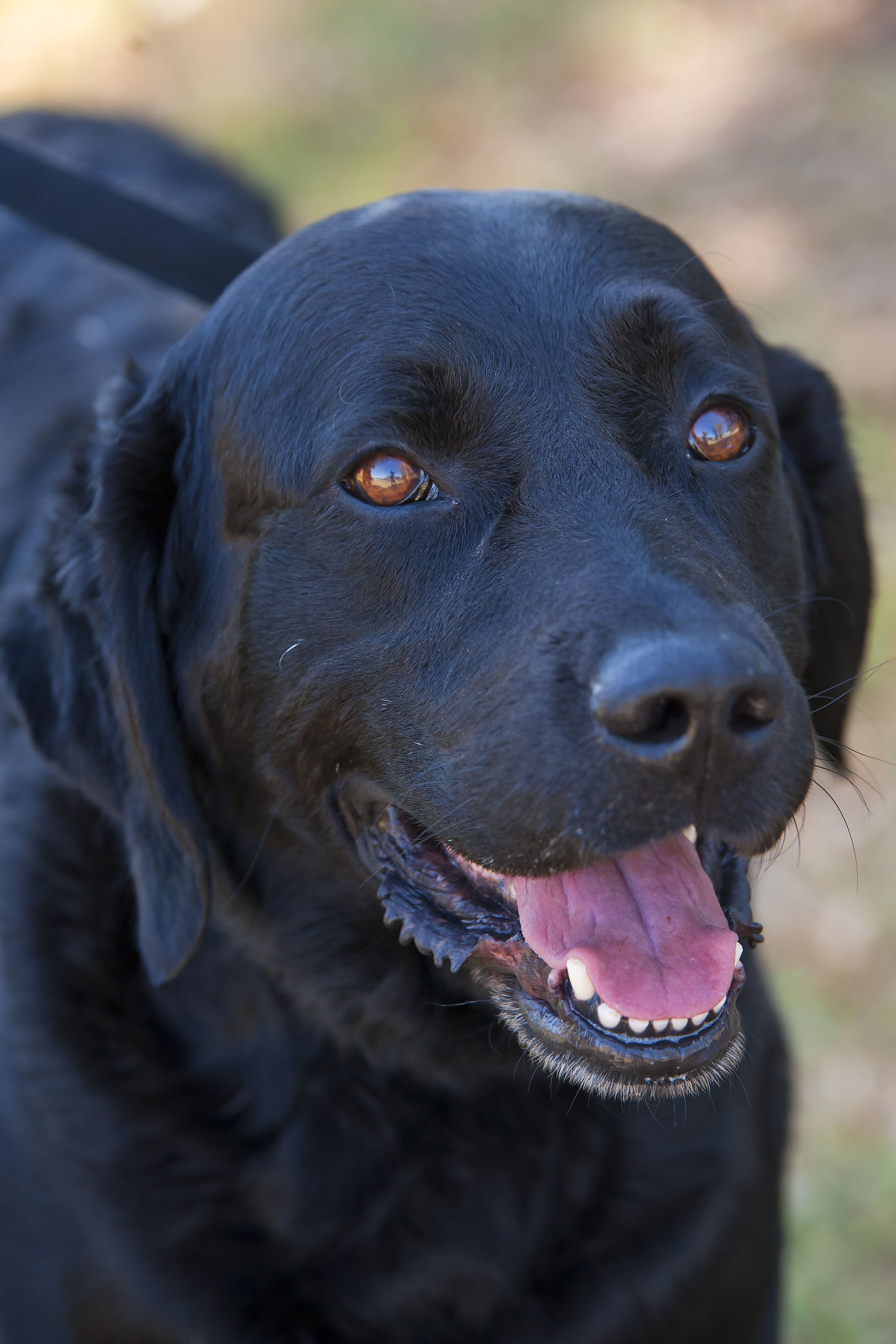 Boogie ID12760 Large Male Labrador x Curly Coated Retriever Mix Dog