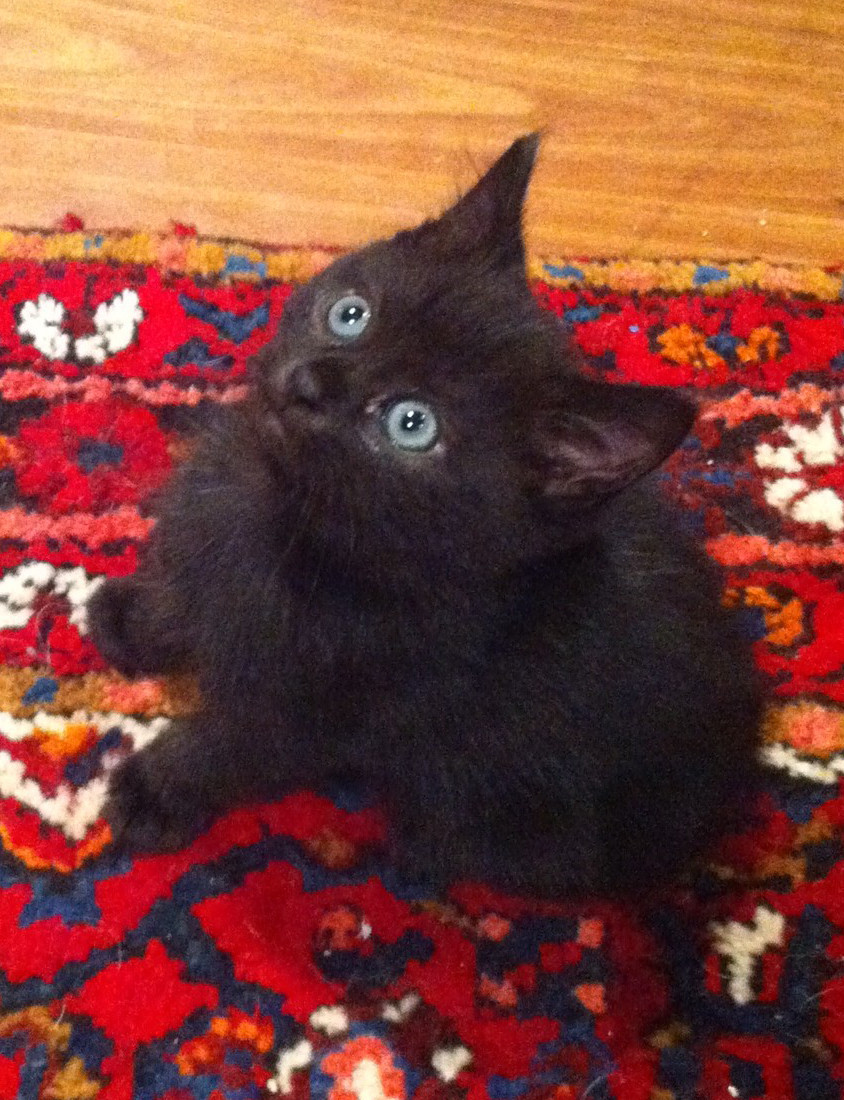 Viola Female Mix Cat in VIC PetRescue