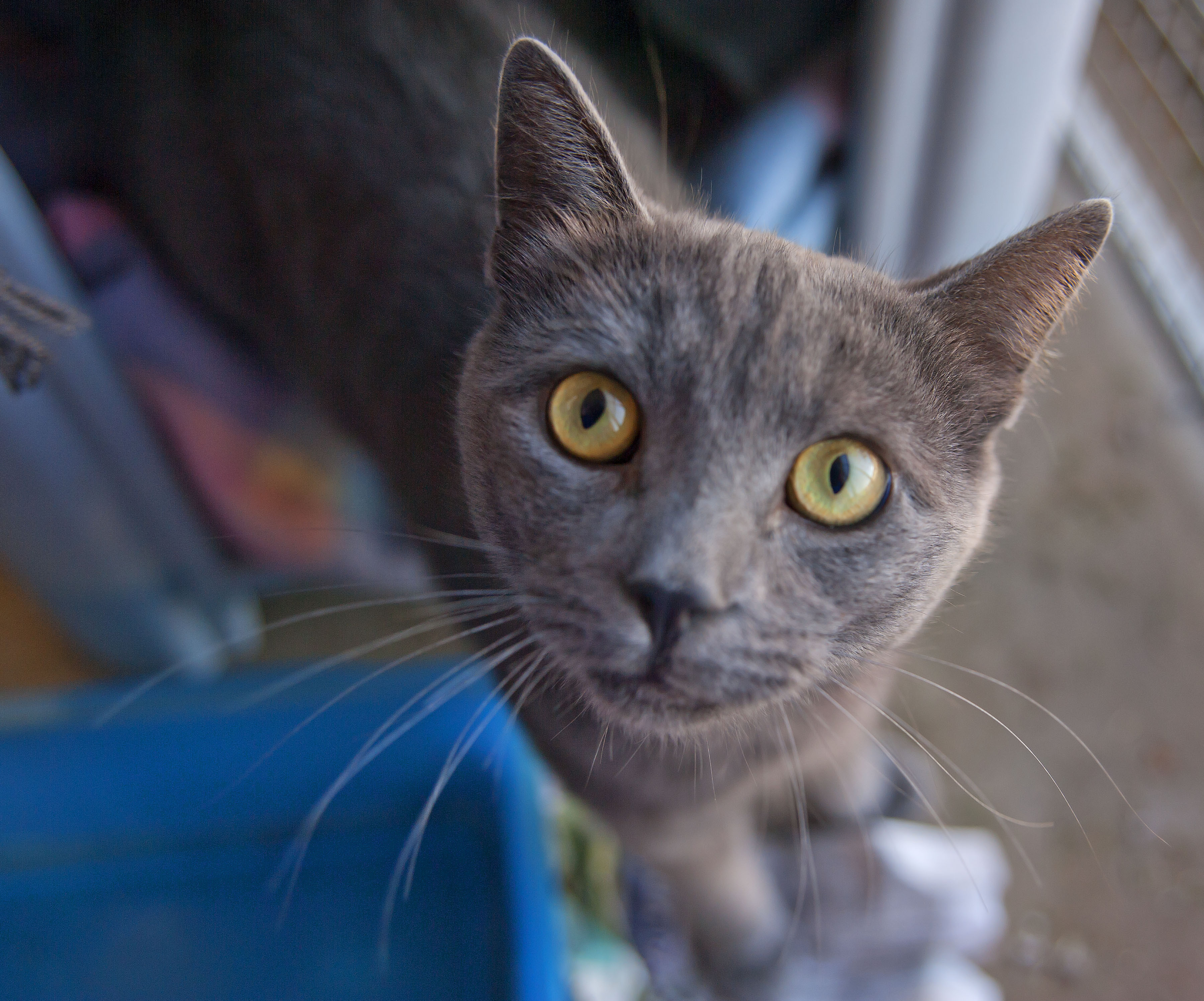 Leroy ID12447 A Russian Blue !! Male Russian Blue Cat in VIC PetRescue