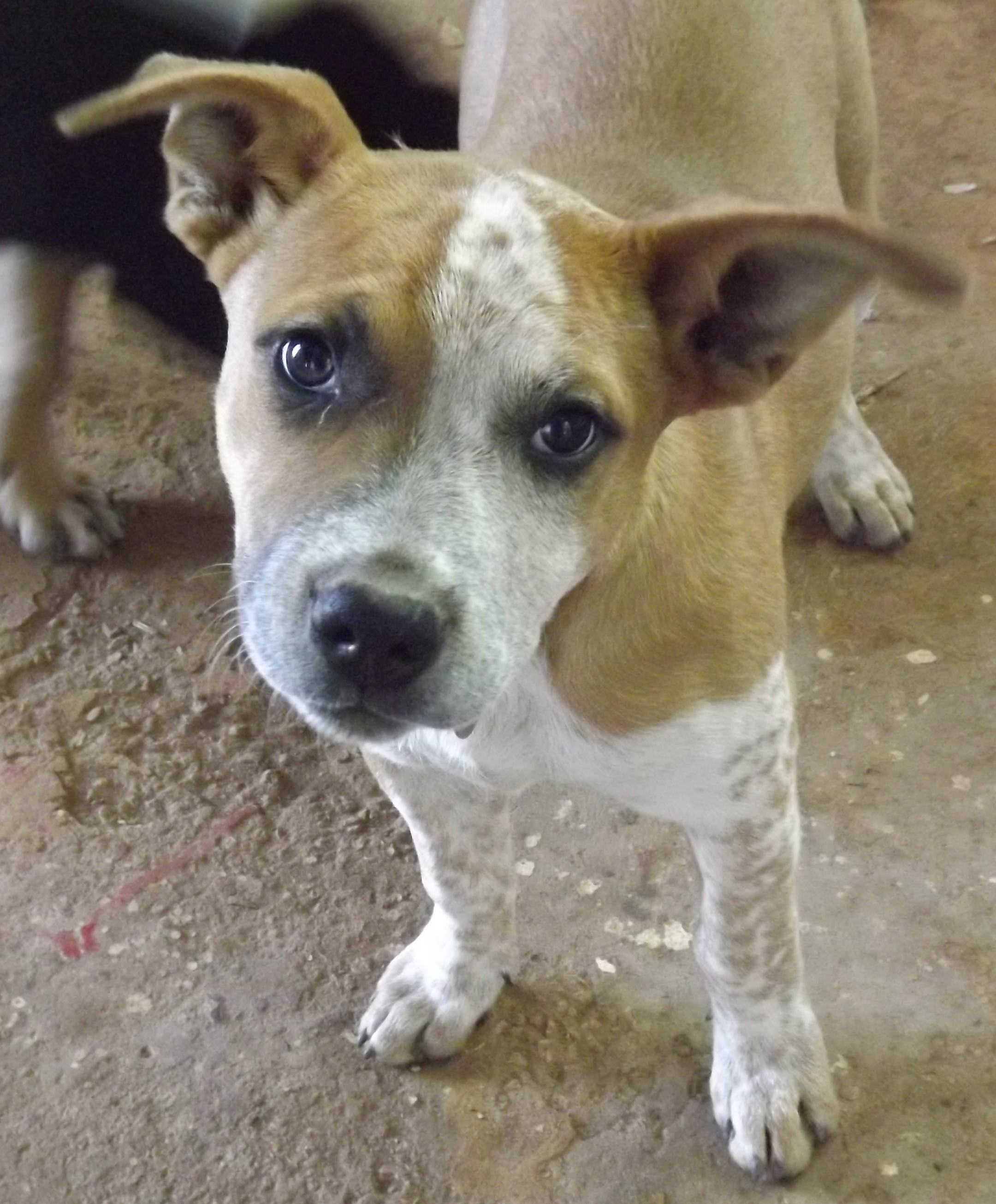 Paris Medium Female Red Heeler Mix Dog in VIC PetRescue