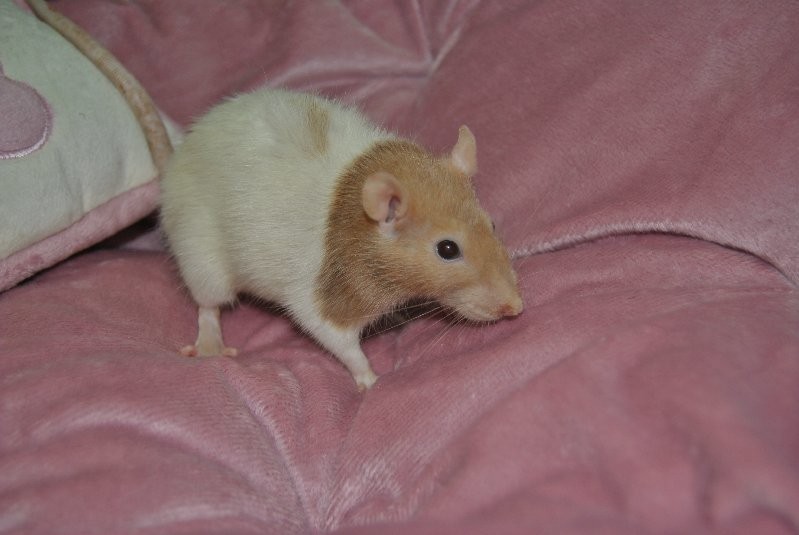 Cinnamon Female Rat Rodent in QLD PetRescue
