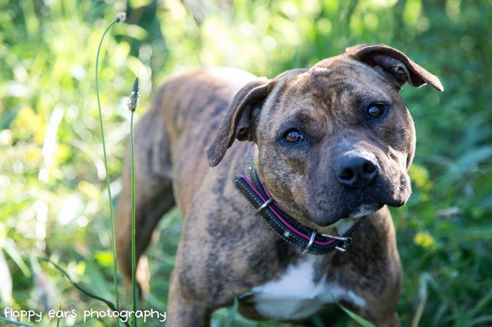 Tessa - Medium Female Staffordshire Bull Terrier Mix Dog in NSW - PetRescue