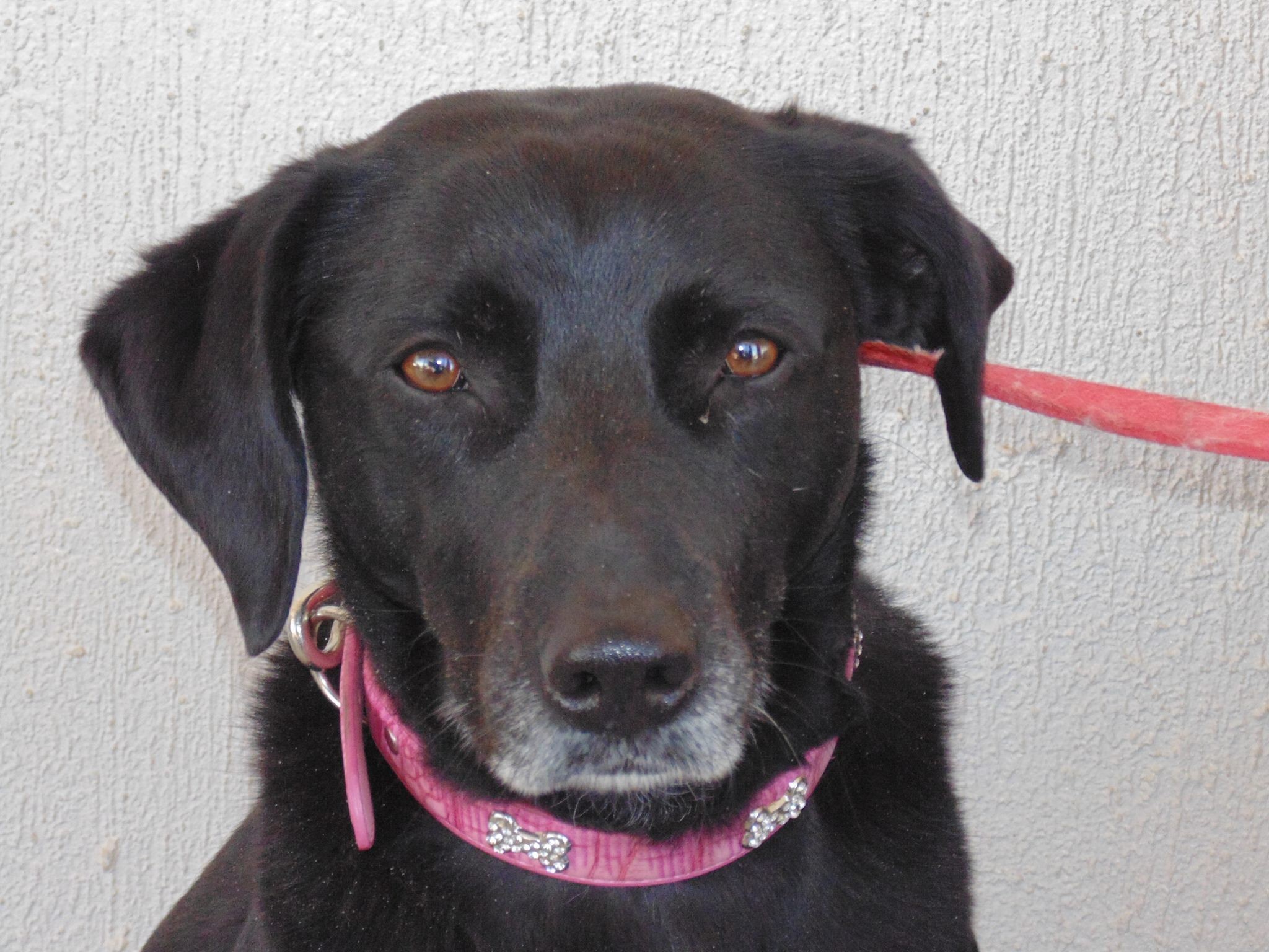 Pud - Medium Female Dog in VIC - PetRescue