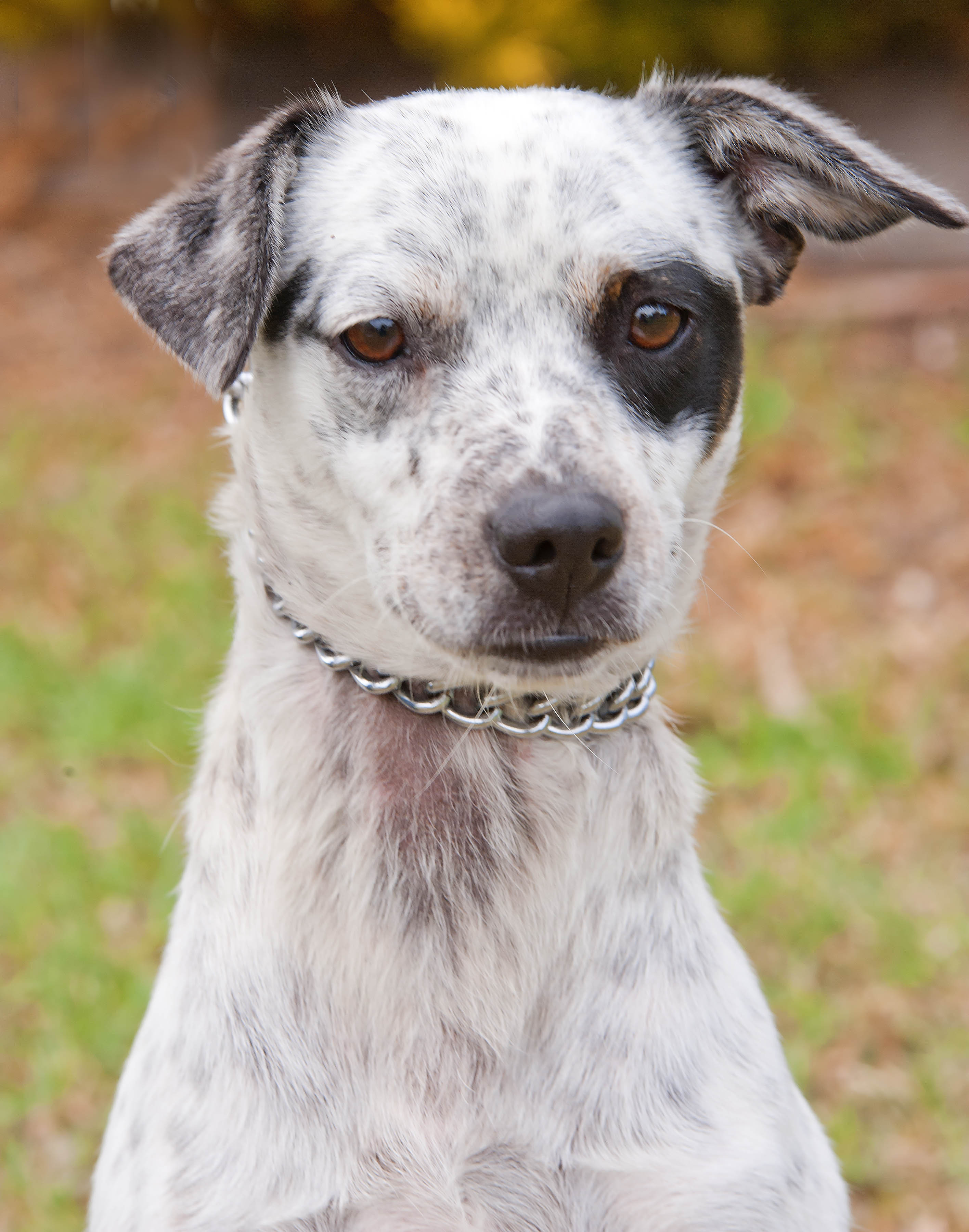 Blue Heeler Jack Russell Terrier Mix