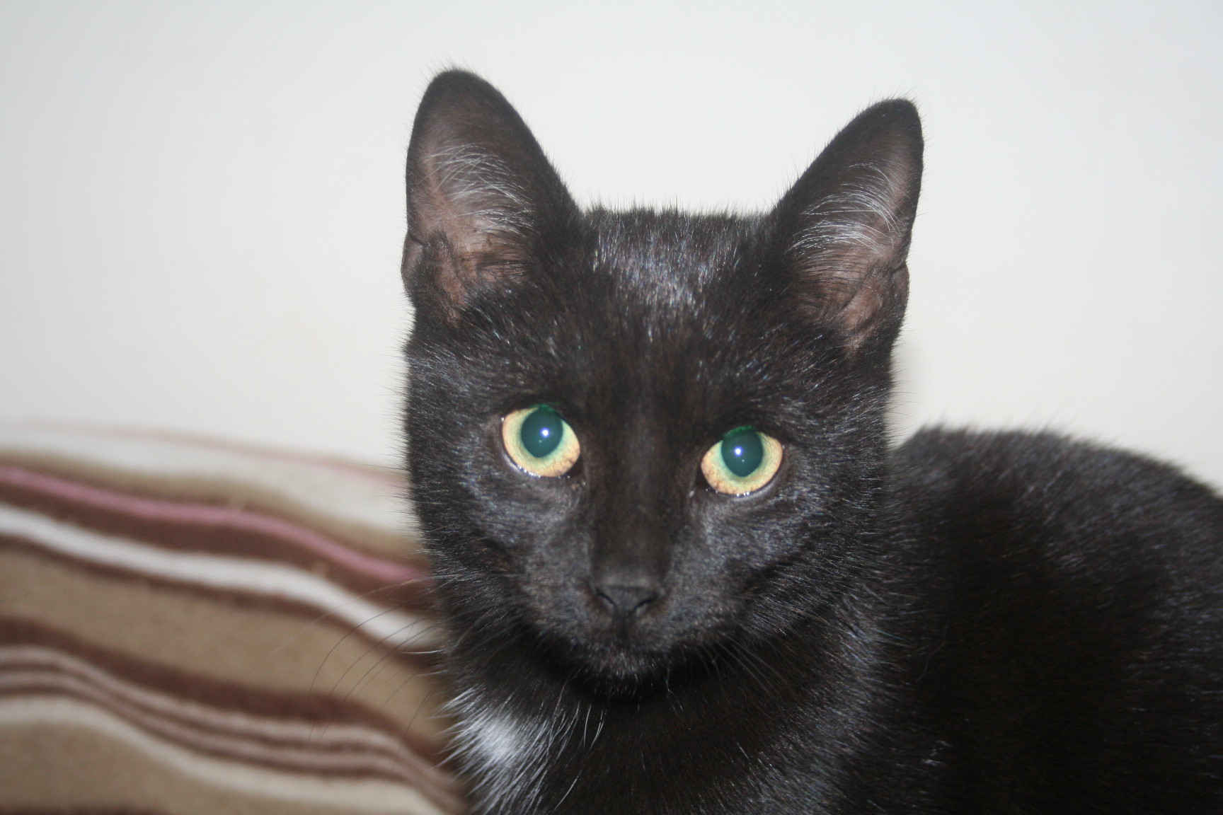 Tux Male Bombay Cat In Nsw Petrescue