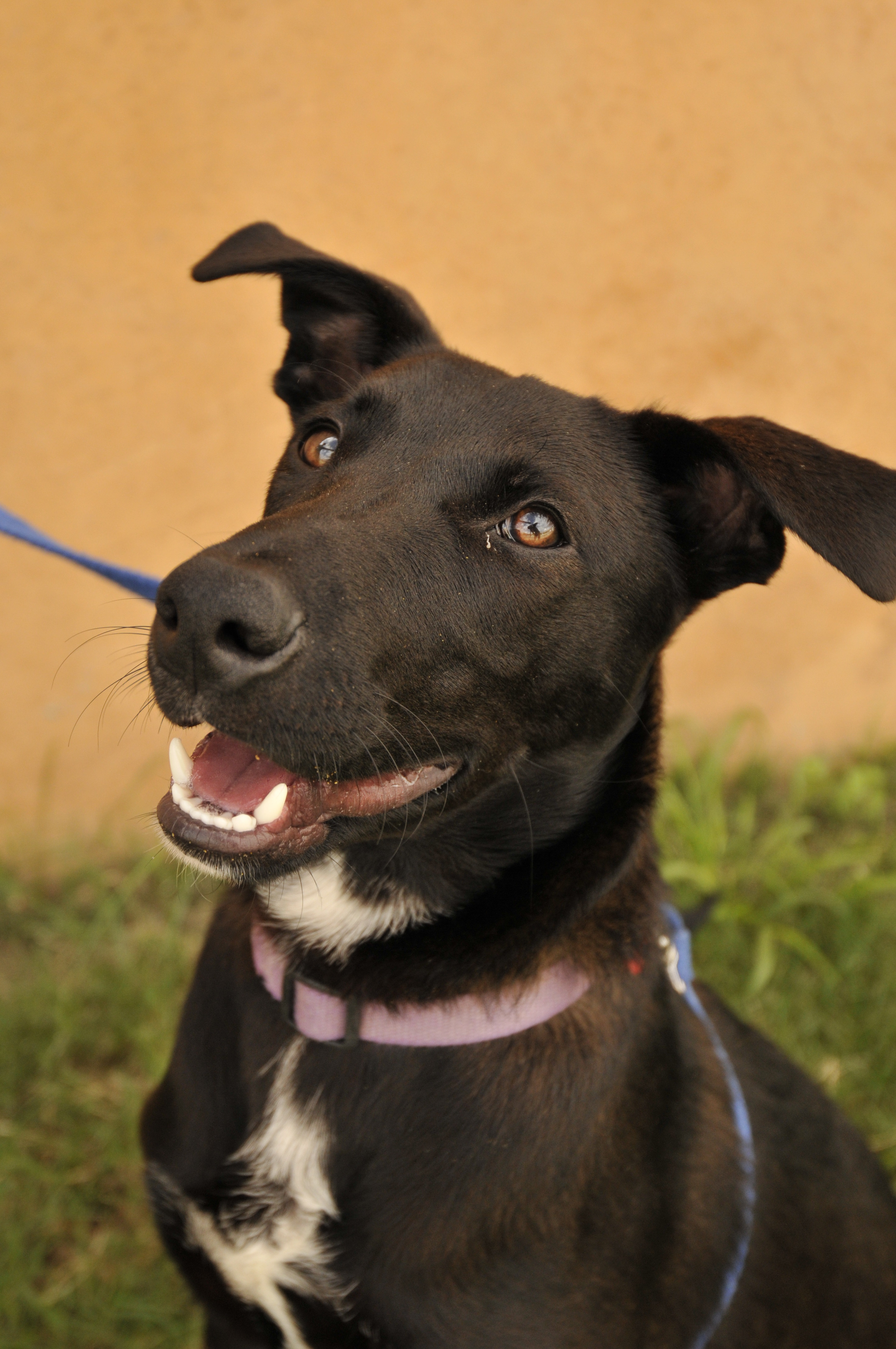 Dudley Medium Male Kelpie x Labrador Retriever Dog in QLD PetRescue