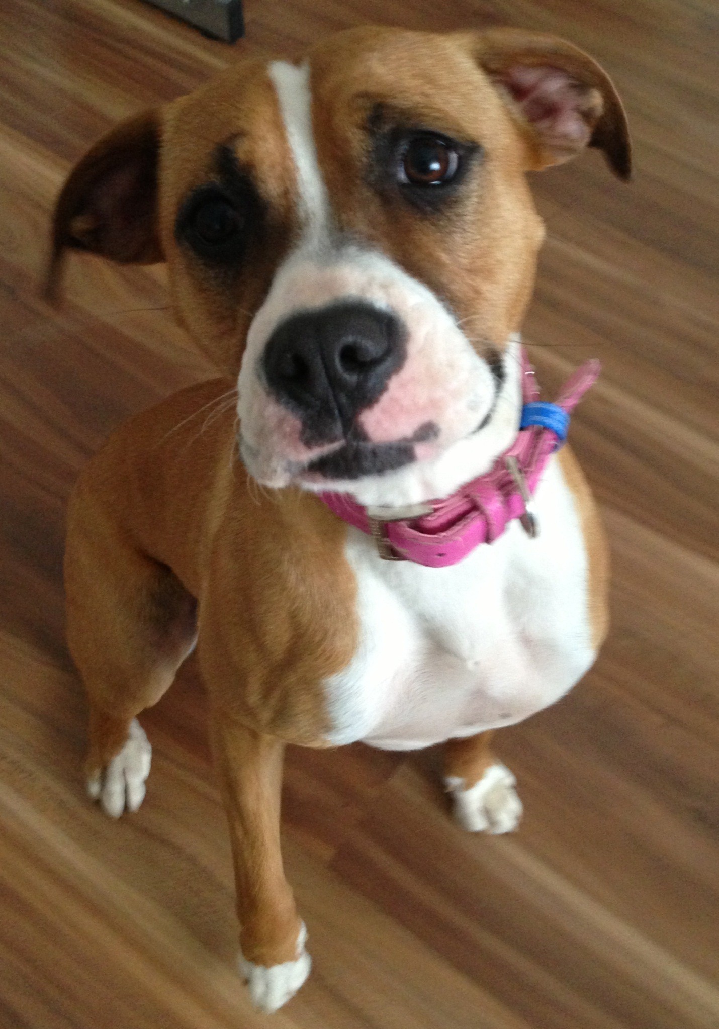 Boxer Dog X Staffy At Charles Kintore Blog