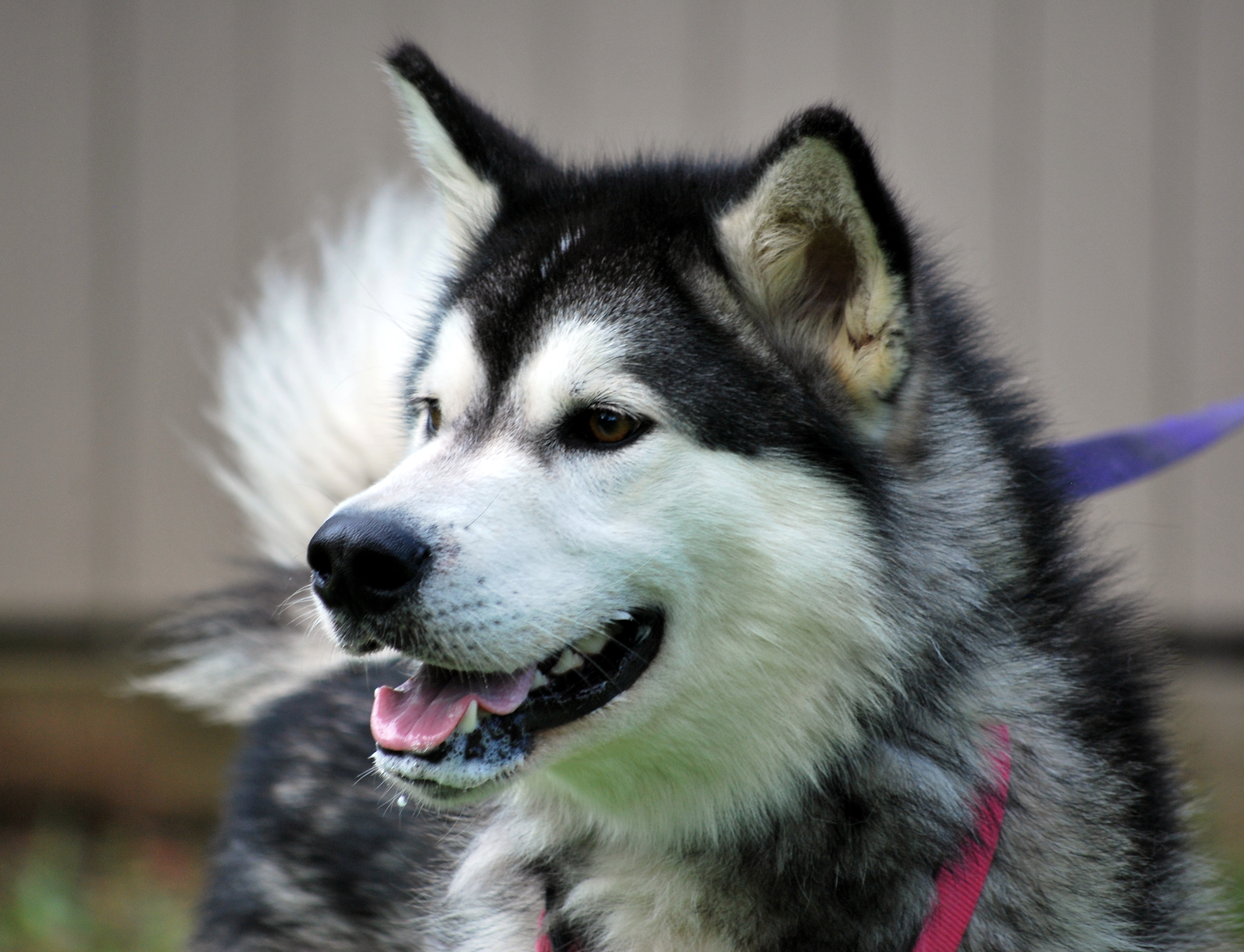 Kato - Large Male Dog in NSW - PetRescue