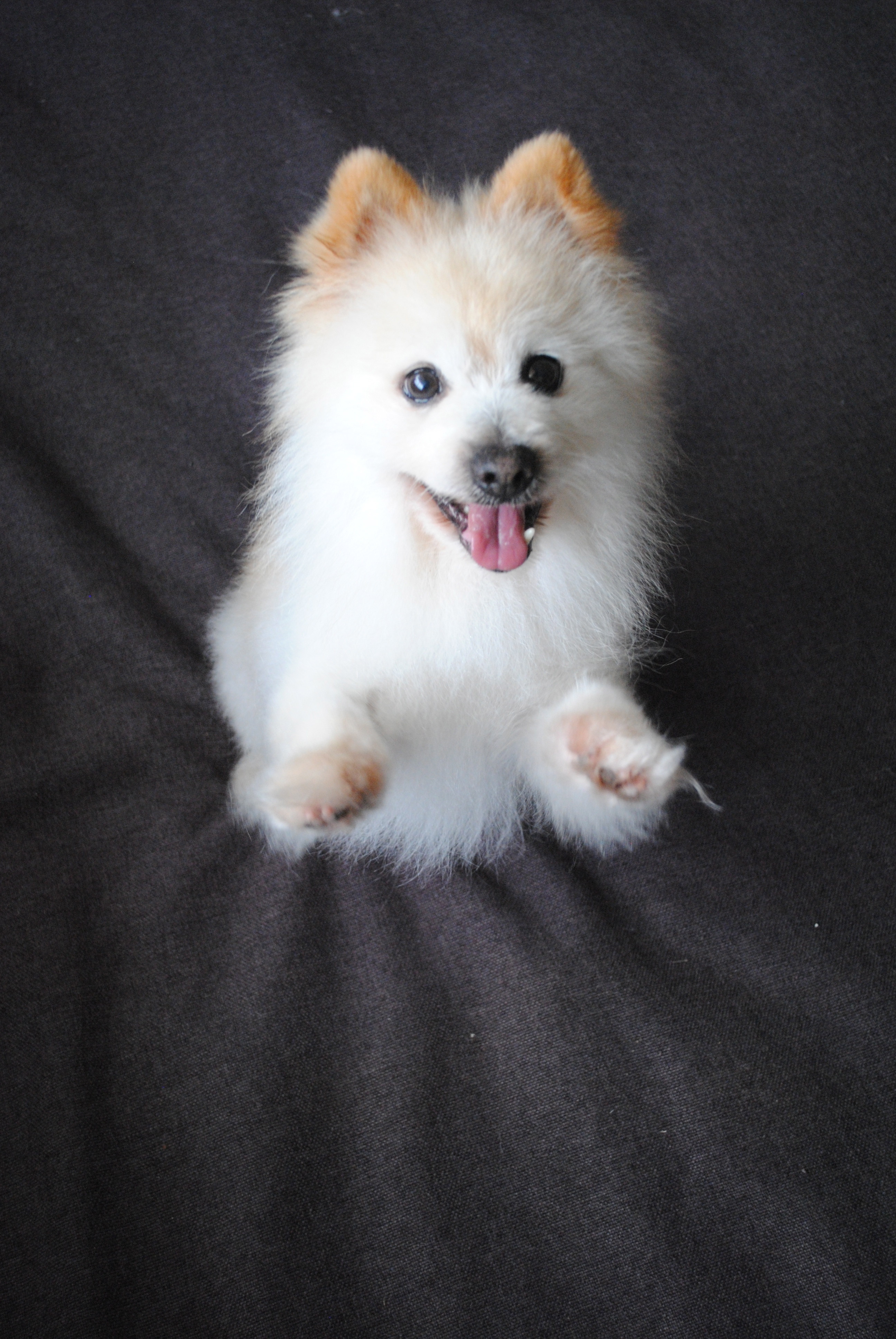 Alvin Small Male Pomeranian Dog in NSW PetRescue