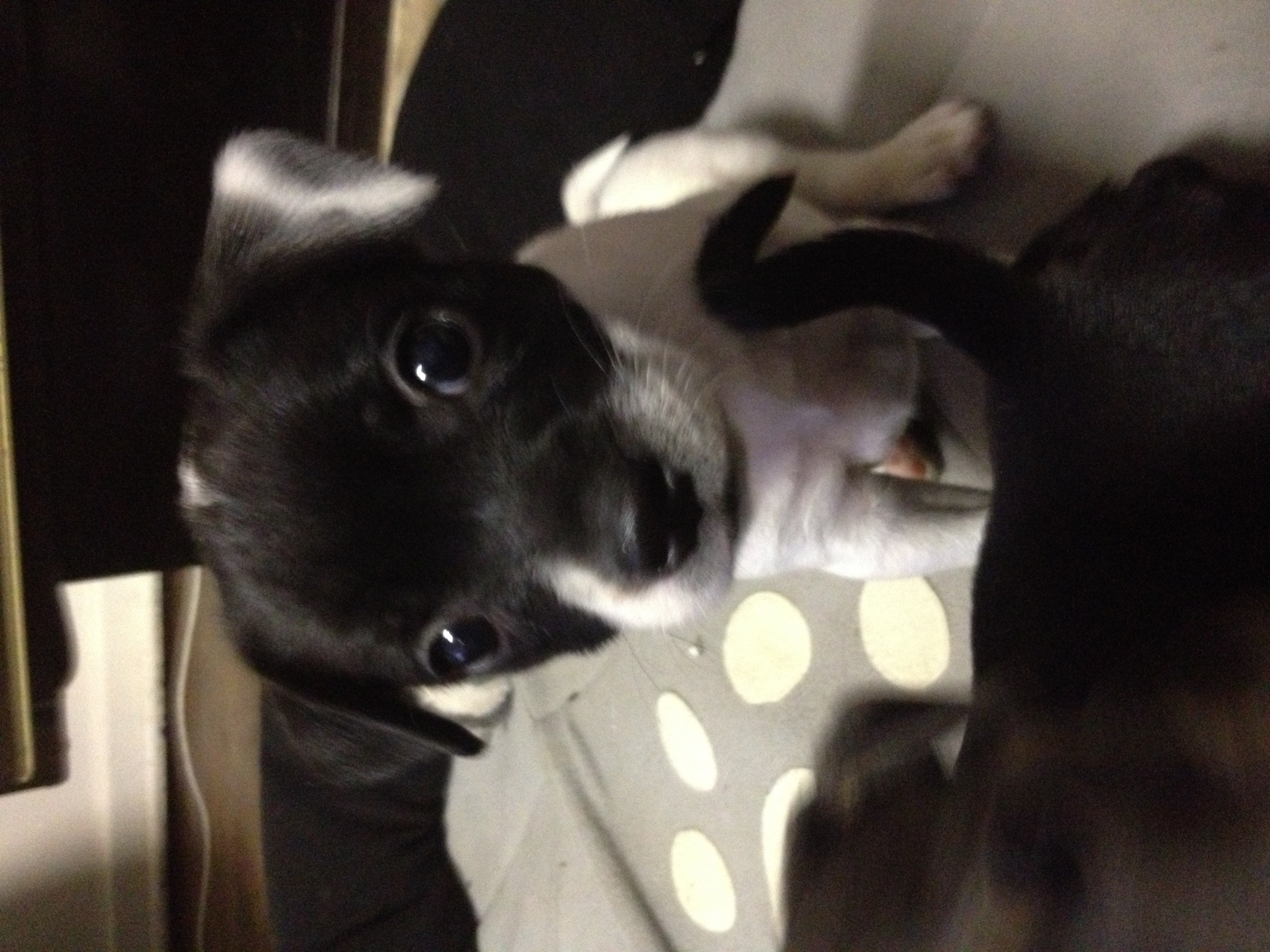 Twotone Small Male Jack Russell Terrier x Mini Pinscher Dog in WA PetRescue