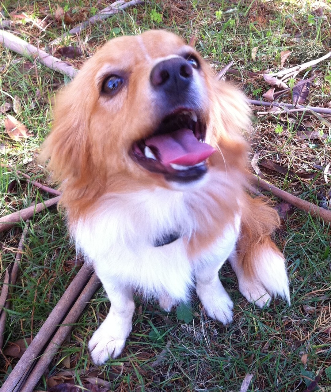Archie Small Male Cavalier King Charles Spaniel x Pomeranian Dog in VIC PetRescue