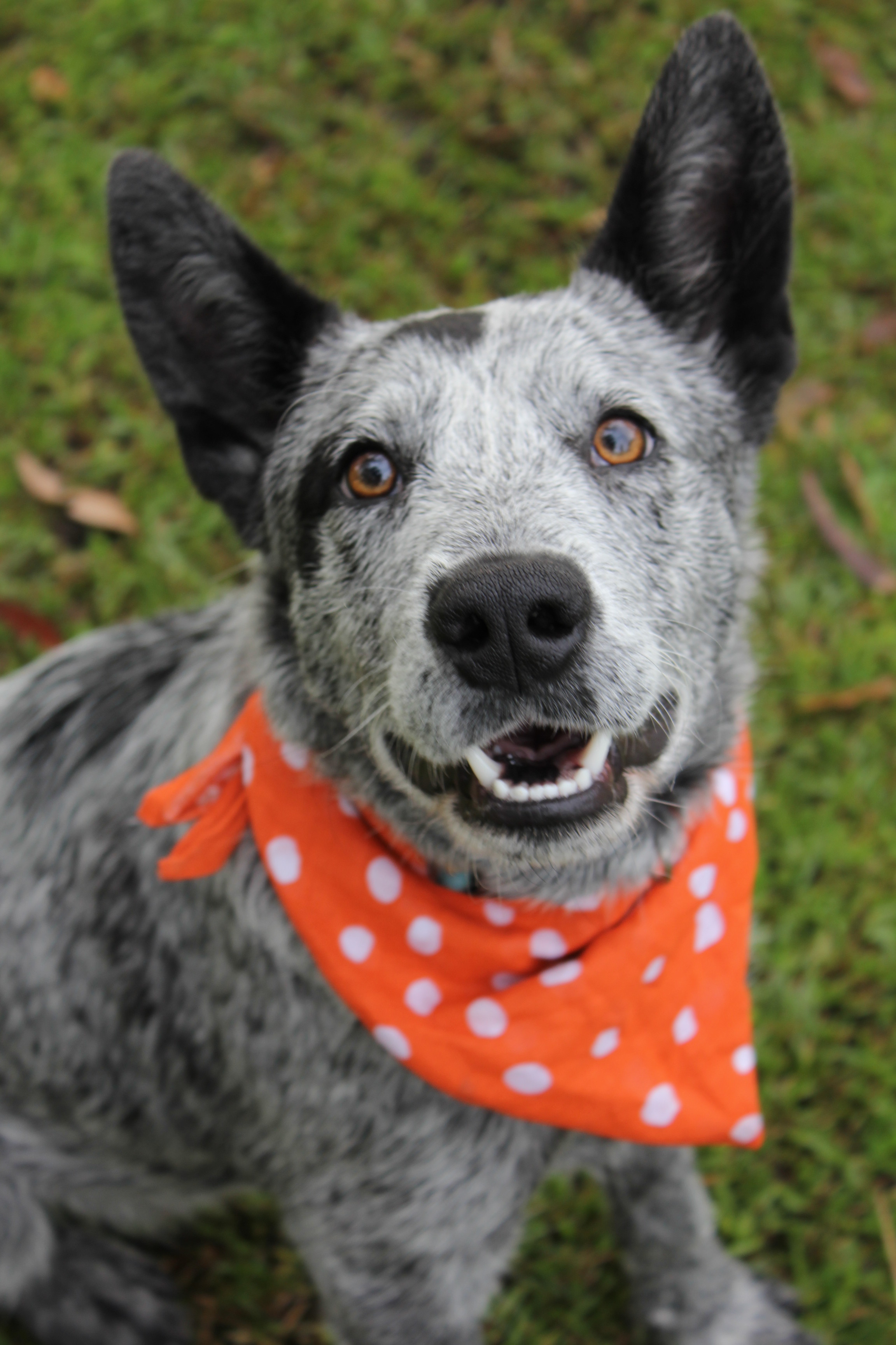 Banjo Medium Male Dog in NSW PetRescue