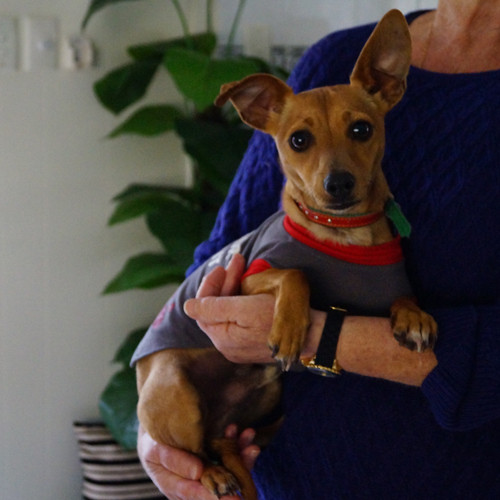 Max Small Male Dachshund x Miniature Fox Terrier Mix Dog in QLD